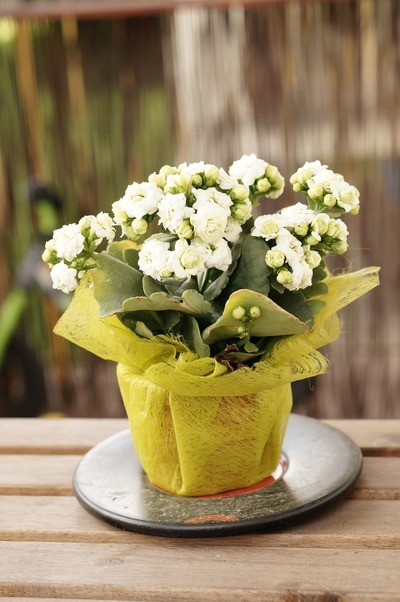Flores